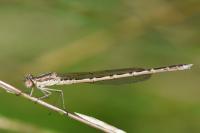 Sympecma fusca