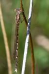Sympecma fusca
