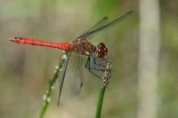 Sympetrum sanguineum