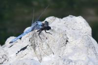 Orthetrum brunneum