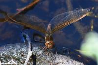Aeshna grandis