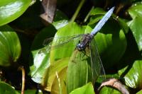 Orthetrum coerulescens