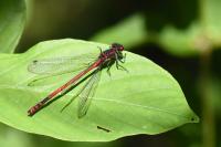 Pyrrhosoma nymphula