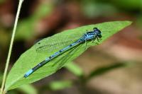 Coenagrion puella