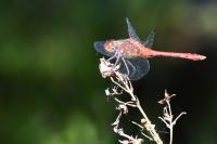 Sympetrum sanguineum