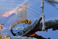 Aeshna grandis