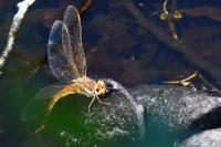 Aeshna grandis