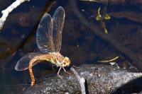 Aeshna grandis