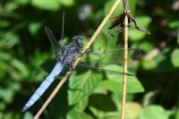 Orthetrum coerulescens