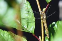 Orthetrum coerulescens