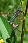 Orthetrum coerulescens