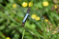 Orthetrum coerulescens
