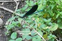 Calopteryx virgo