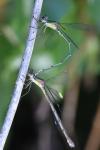 Chalcolestes viridis