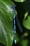 Coenagrion puella