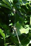 Chalcolestes viridis