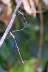 Chalcolestes viridis