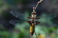 Libellula depressa