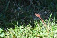 Sympetrum sanguineum