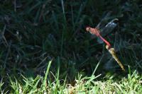 Sympetrum sanguineum