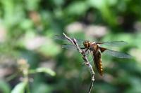 Libellula depressa