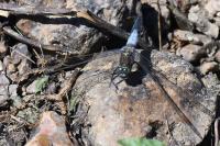 Orthetrum cancellatum