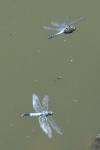 Orthetrum albistylum