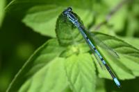 Coenagrion puella