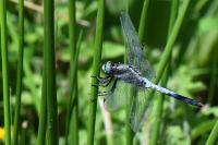 Orthetrum albistylum
