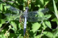 Orthetrum albistylum