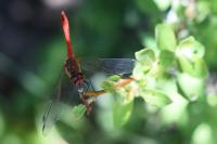 Sympetrum sanguineum