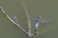 Orthetrum cancellatum