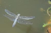 Orthetrum cancellatum
