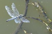 Orthetrum cancellatum