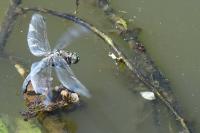 Orthetrum cancellatum