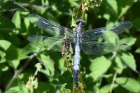 Orthetrum albistylum