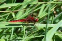 Crocothemis erythraea