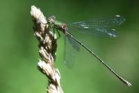Chalcolestes viridis