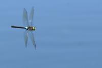 Anax parthenope