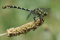 Onychogomphus forcipatus
