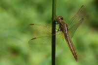 Crocothemis erythraea