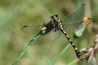 Onychogomphus forcipatus