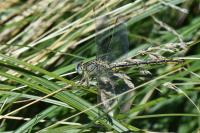 Gomphus pulchellus