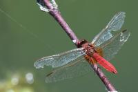 Crocothemis erythraea