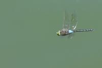 Anax parthenope