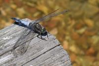 Orthetrum cancellatum