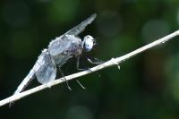 Libellula fulva