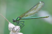 Calopteryx splendens