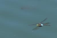 Anax parthenope