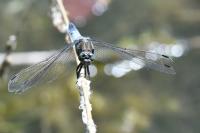 Orthetrum cancellatum